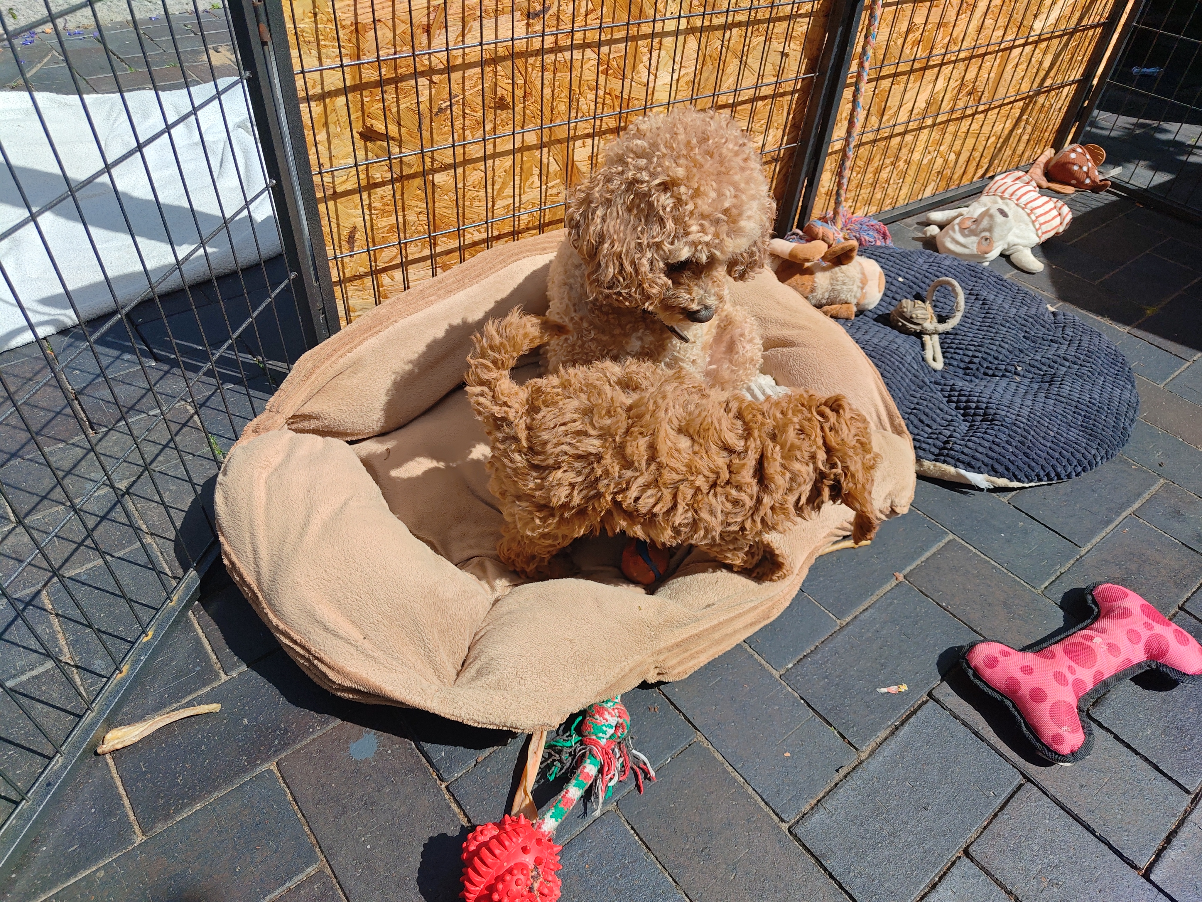 Polly im Hundebett
