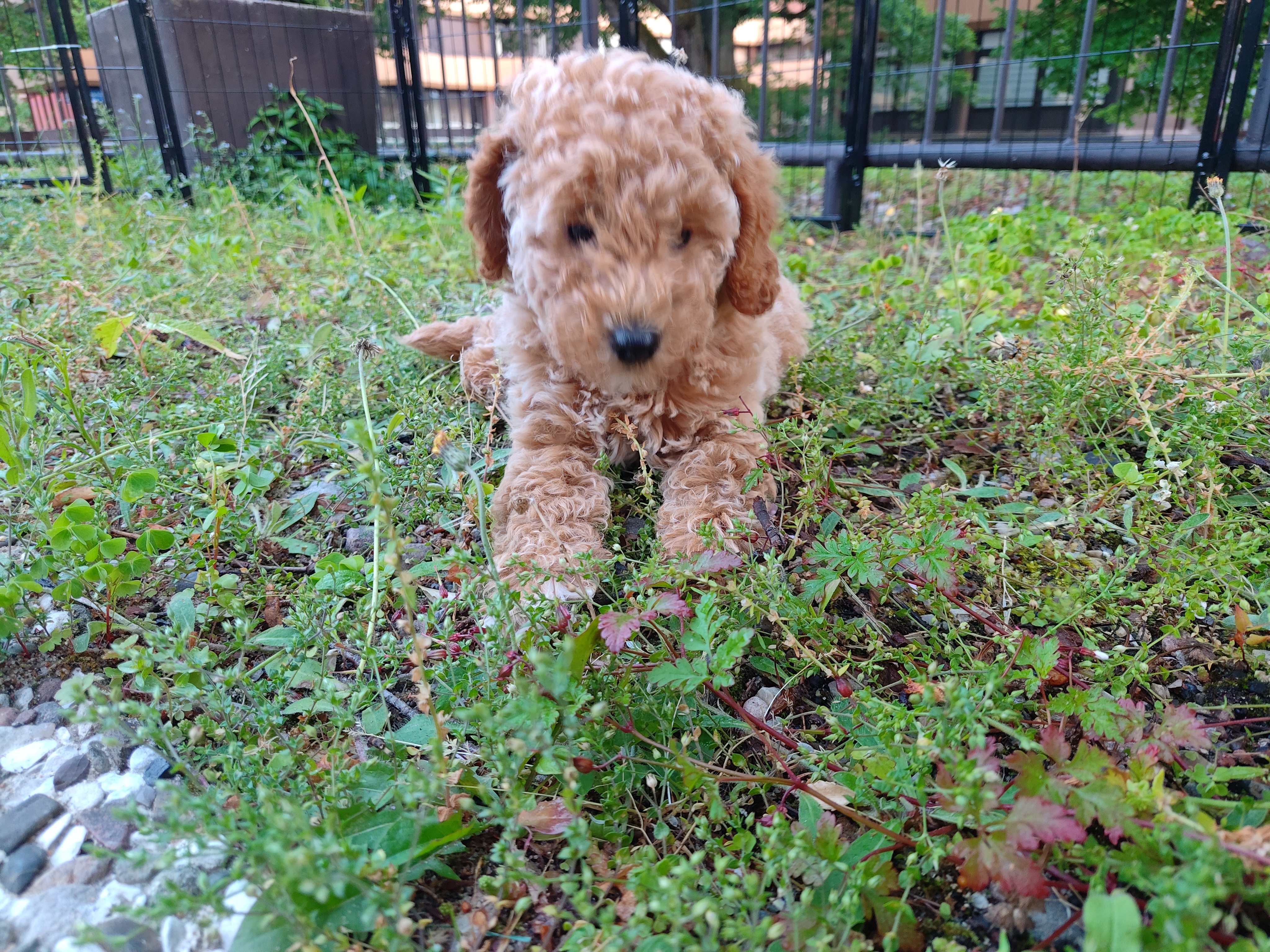 Polly im Garten