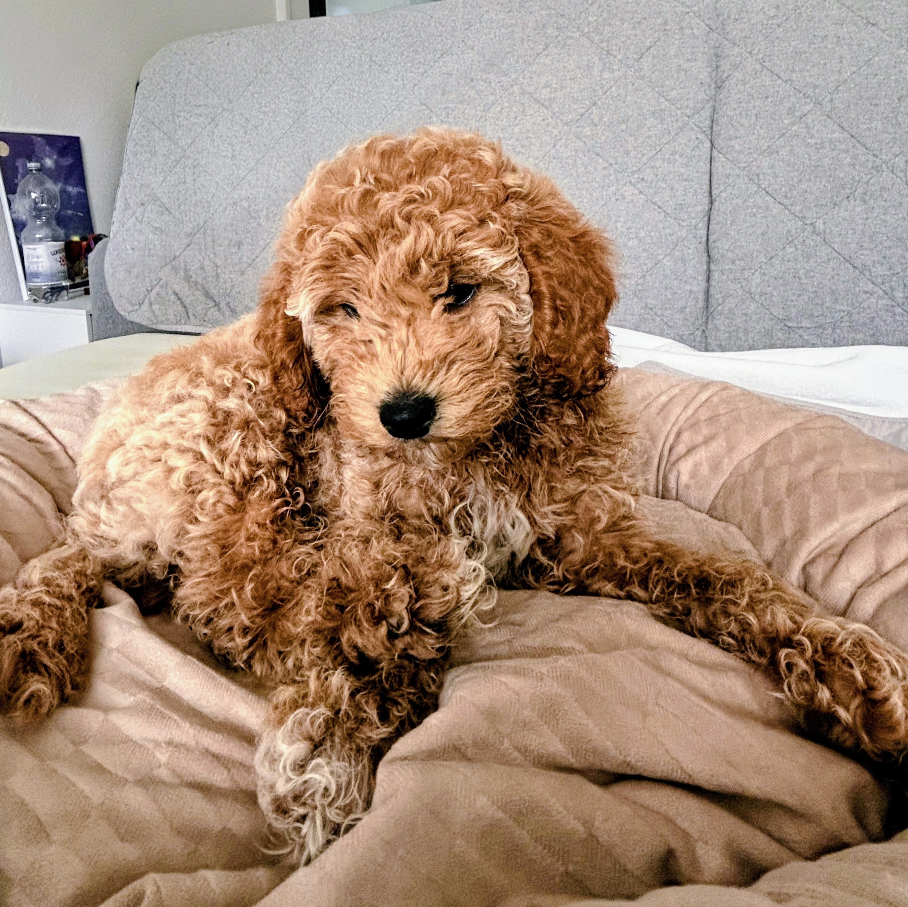 Polly auf dem Bett
