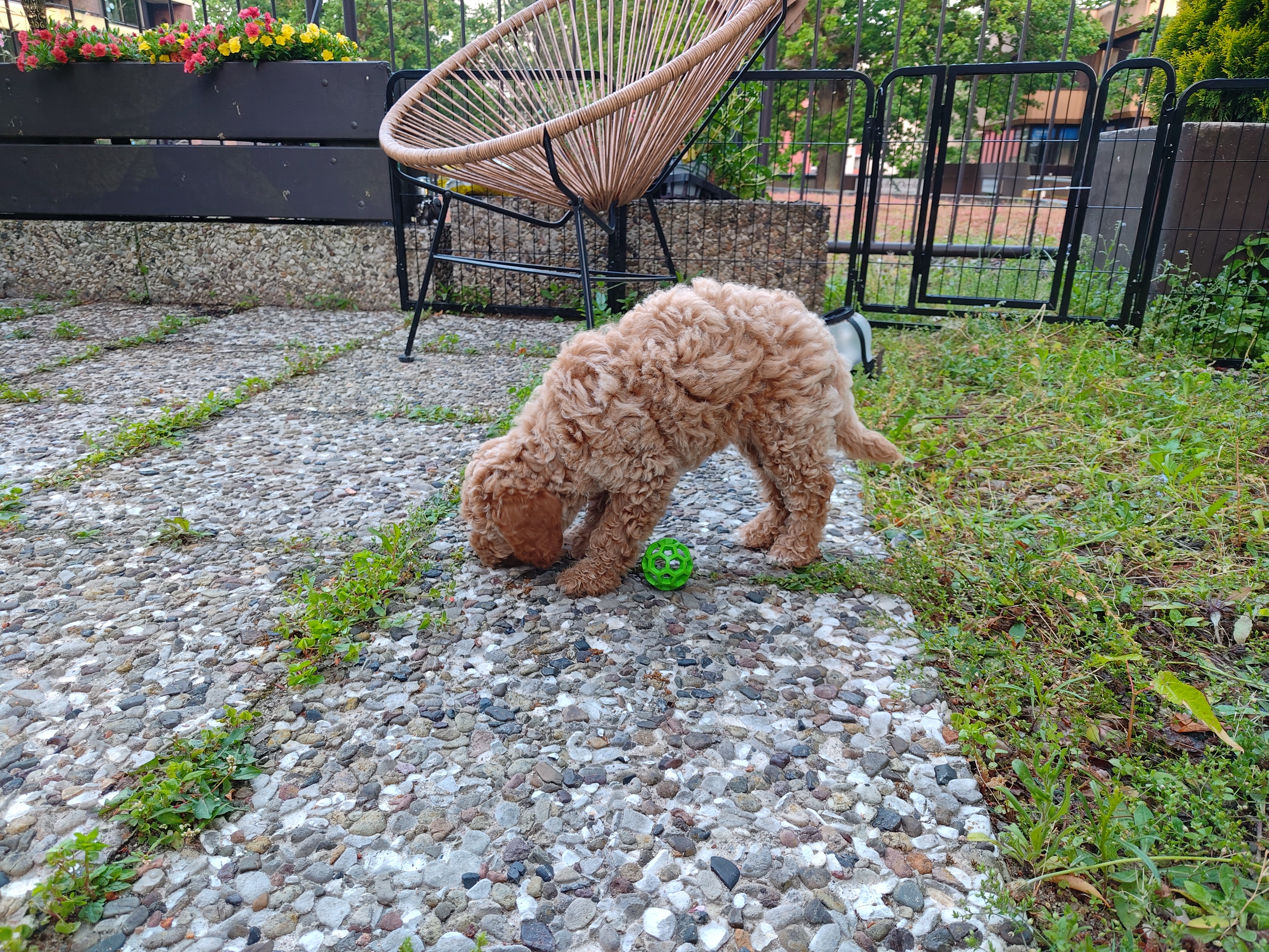 Polly spielt mit einem Ball