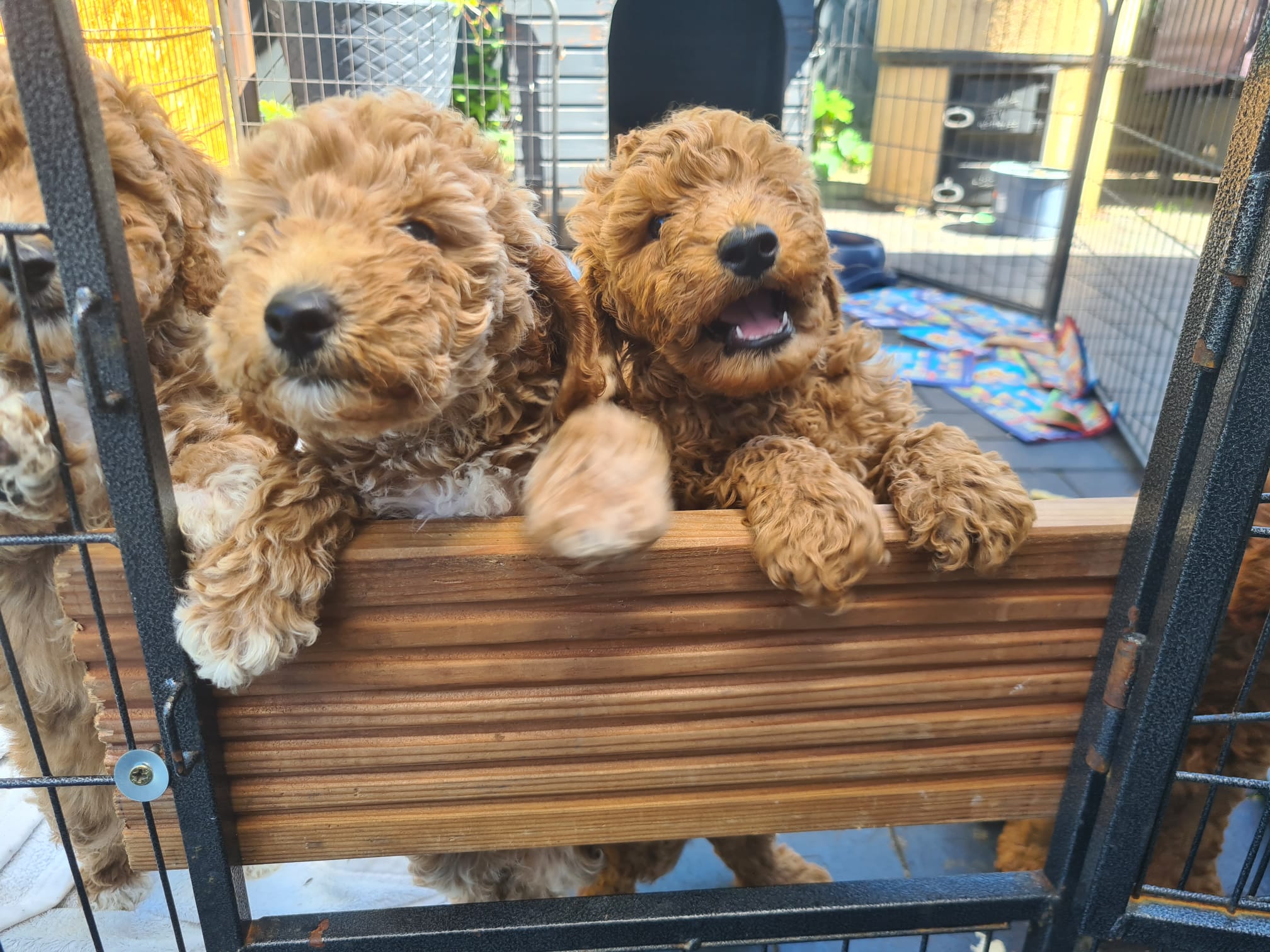 Polly und ihre Geschwister am Tor