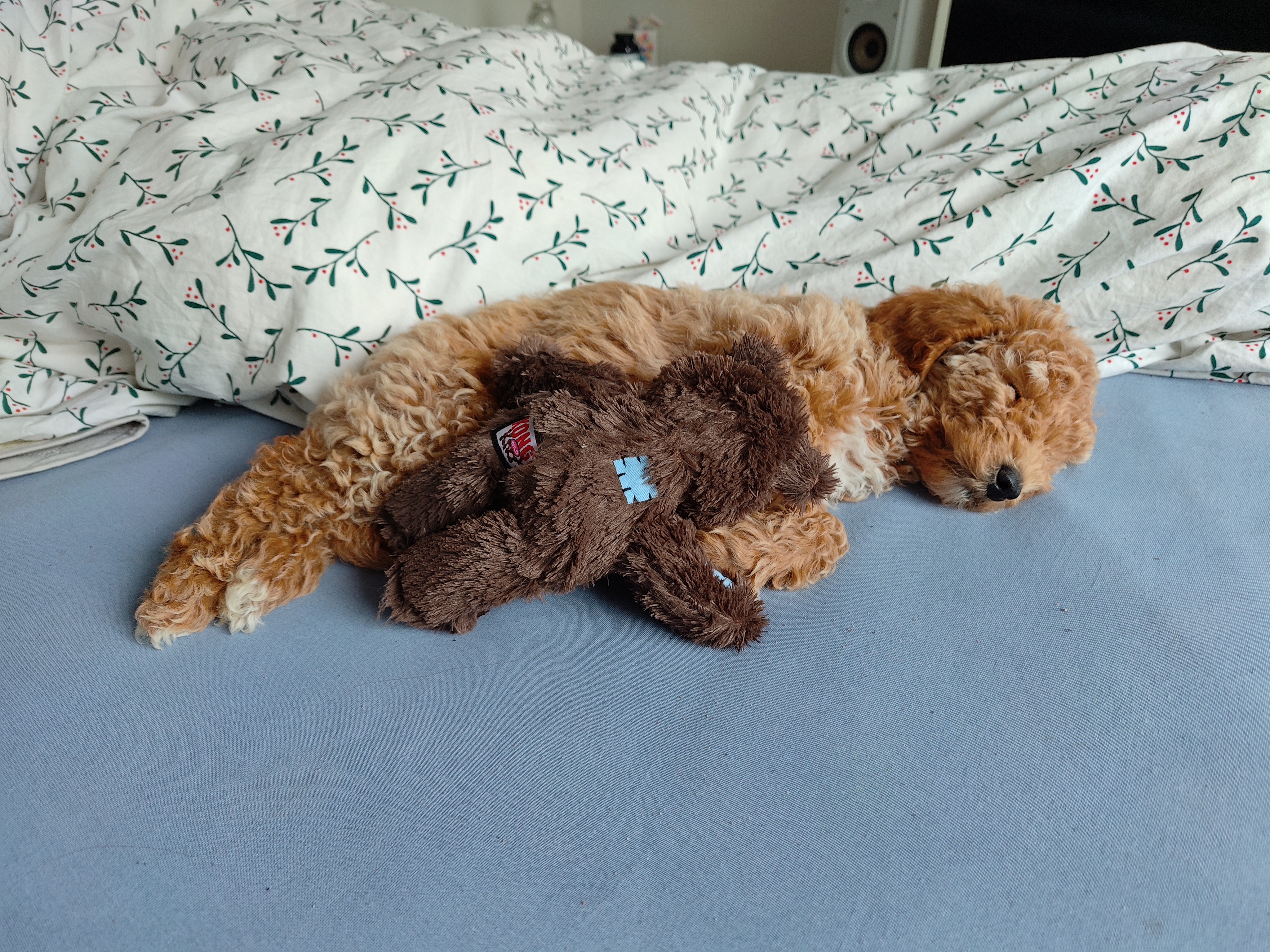 Polly schläft mit ihrem Teddy